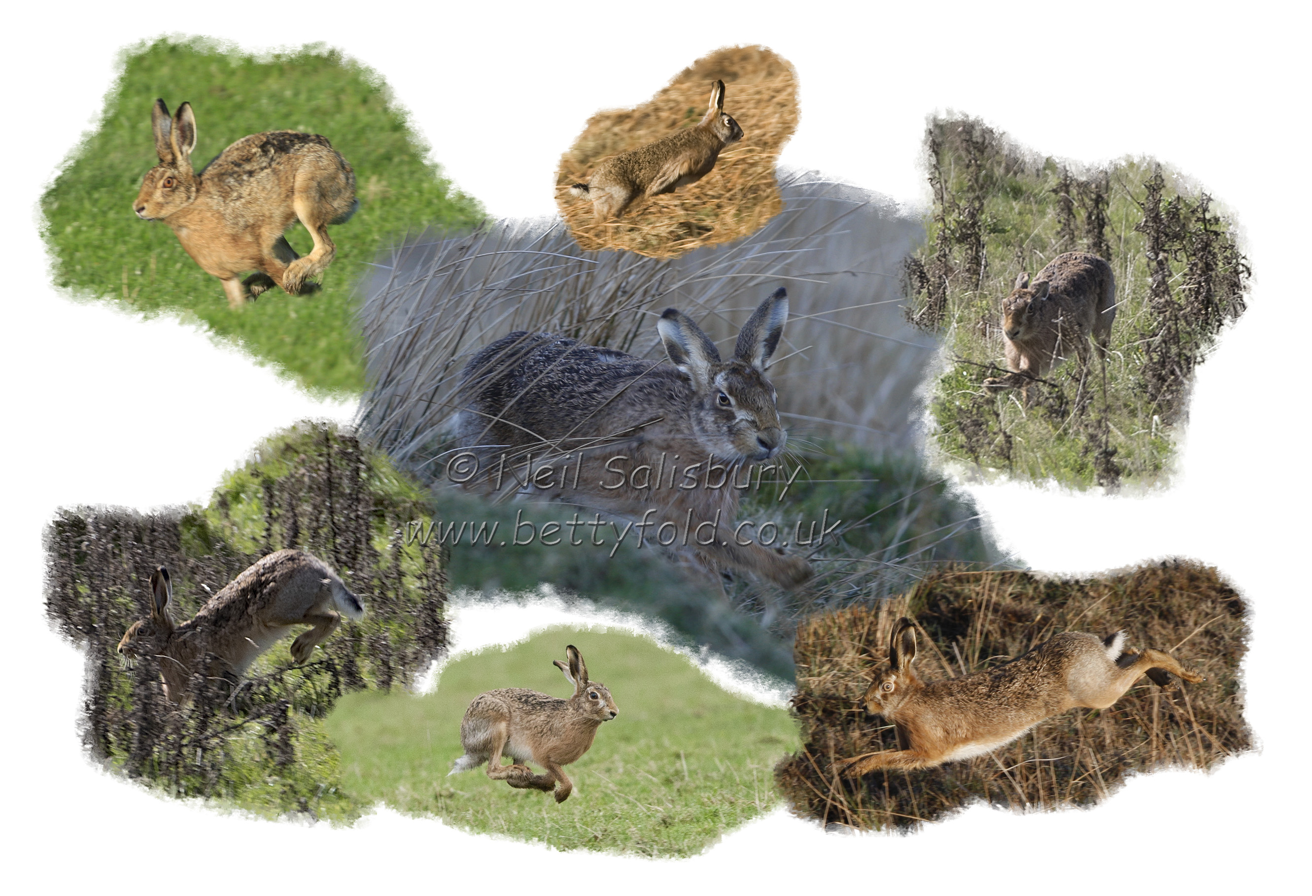 Study of Brown Hares by Betty Fold Gallery
