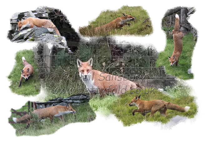 Fox Photography by Neil Salisbury Betty Fold Gallery