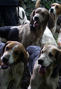 Foxhounds by Neil Salisbury