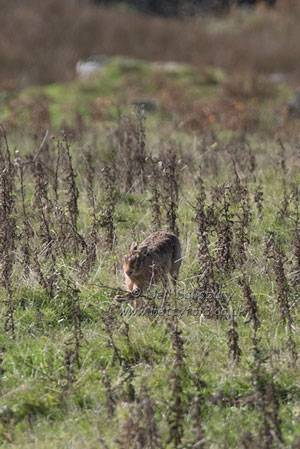 Hare Photography by Betty Fold Gallery