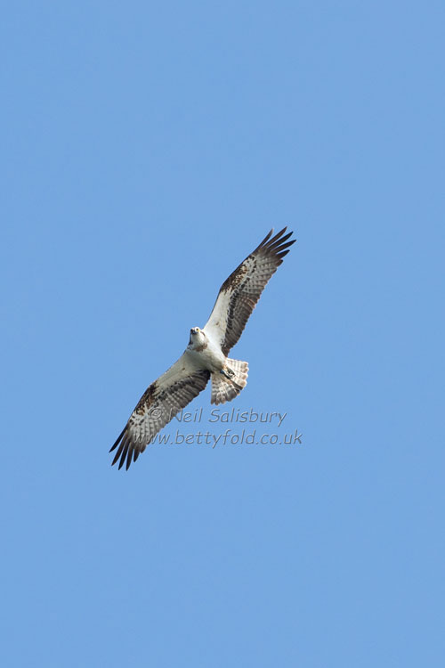 Osprey Photography by Betty Fold Gallery