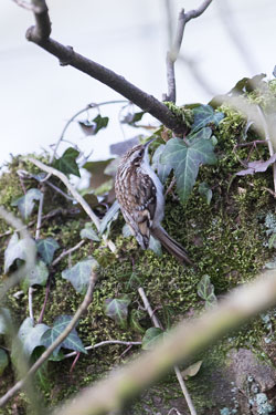 Treecreepers by Betty Fold Gallery