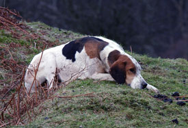 Foxhounds resting by Neil Salisbury