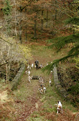 Lake District fox hounds by Betty Fold Gallery