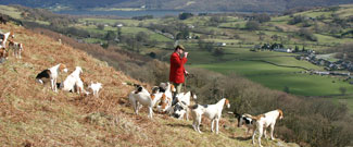 Lakeland Foxhounds by Neil Salisbury