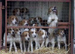 Beagles by Neil Salisbury