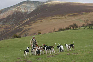 Lake District Fox Hunting by Betty Fold Gallery Blencathra