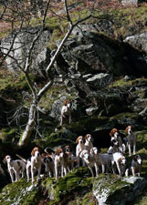 Fox Hounds photography by Betty Fold Gallery