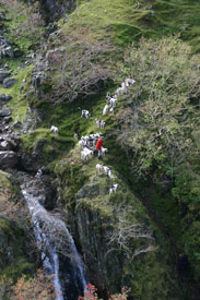 Fell Hunting Images by Lakeland photographer