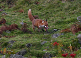 Fox photography by Neil Salisbury