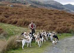 Coniston Foxhounds Lakeland Images by Betty Fold Gallery