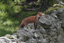 Fox on wall by Betty Fold Gallery