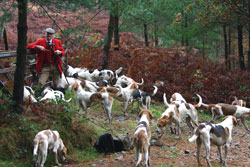 Eskdale & Ennerdale Foxhounds by Neil Salisbury of Betty Fold Gallery