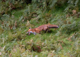 A Fine Fell Fox by Neil Salisbury