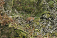 Wildlife Images Lake District by Neil Salisbury