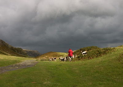 Lakeland fox hunting by Neil Salisbury