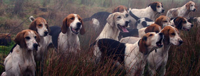 Fell Foxhounds marking by Neil Salisbury