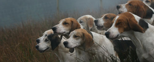 Hound study by Neil Salisbury of Betty Fold Gallery