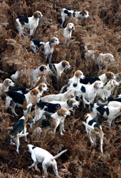 Lakeland foxhunting by Betty Fold Gallery