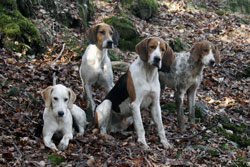 Foxhounds in wood by Betty Fold Gallery