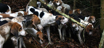 Foxhounds marking by Neil Salisbury of Betty Fold Gallery