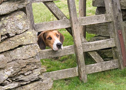Foxhound in Lake District by Betty Fold Gallery