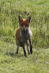 Fox Image by Neil Salisbury Betty Fold Gallery
