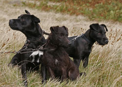 Lakeland Terriers photographs by Betty Fold Gallery