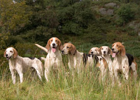 Lakeland hunting picture by Neil Salisbury