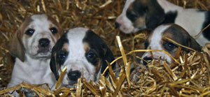 Foxhound puppies by Betty Fold Gallery