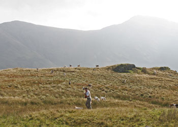 Lakeland hunting Coniston Foxhounds by Betty Fold Gallery