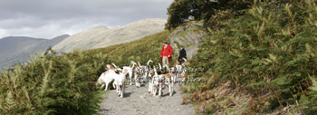 Foxhounds in the Lake District by Betty Fold Gallery