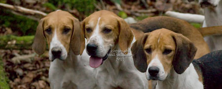 Fell hound portraits by Betty Fold Gallery