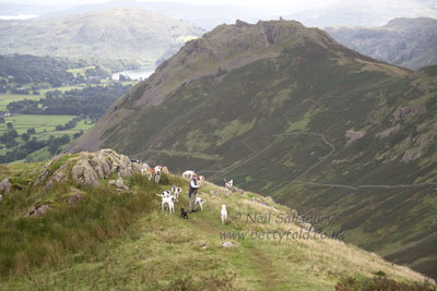 Grasmere Hunting