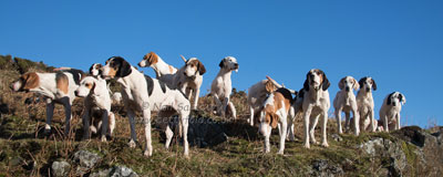 Fell Foxhounds by Betty Fold Gallery