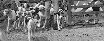 Foxhounds