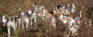 In the brackens at the Opening Meet