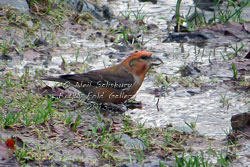 Crossbill Photographs by Wildlife Photographer Neil Salisbury of Betty Fold Gallery