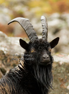 Mountain Goat Photography by Betty Fold Gallery