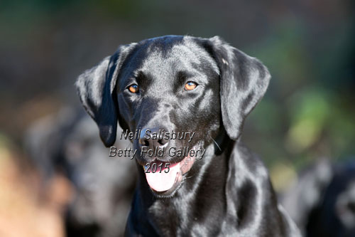 Labrador Photography by Betty Fold Gallery