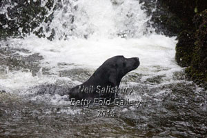 Gundog Photography by Betty Fold Gallery