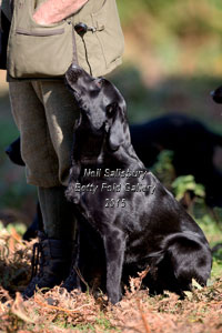 Gundog Photography