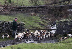 Beagling- Lakedistrict, Photography by Betty Fold Gallery