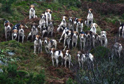 Fox Hunting- - Foxhounds Lakedistrict, Photography by Betty Fold Gallery