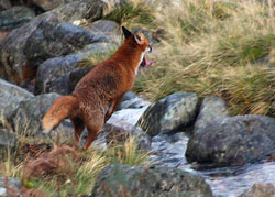 Fox Hunting- Lakedistrict, Photography by Lakeland Images