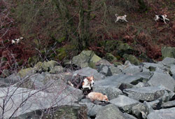 Fox Hunting- Lakedistrict, Photography by Lakeland Images