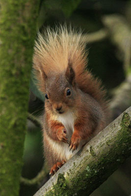 Red Squirrel pictures by Betty Fold Gallery