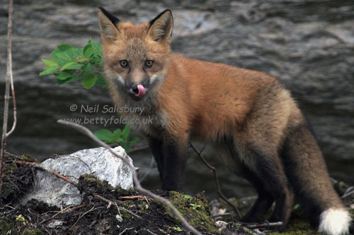 Fox Photography by Betty Fold Gallery