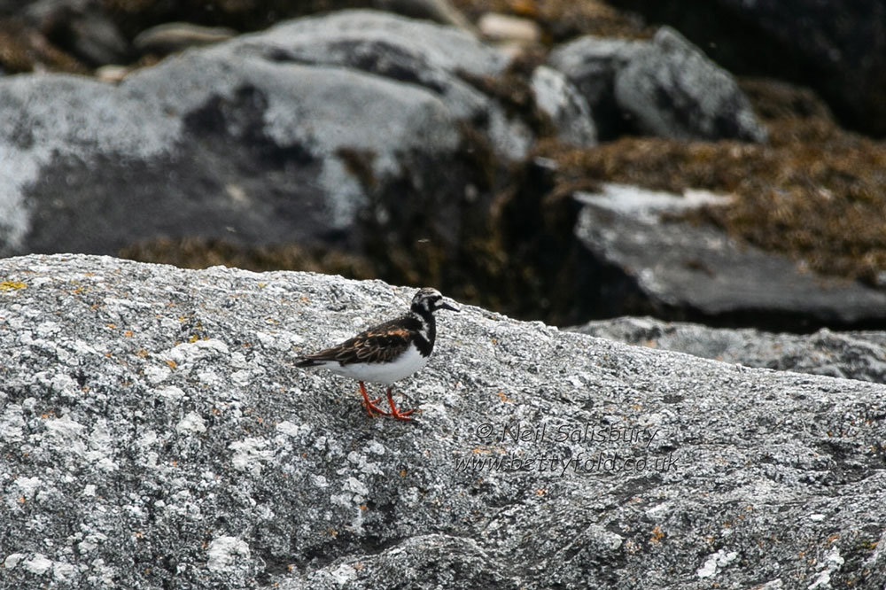 Bird photography by Betty Fold Gallery