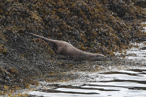 Otter photography by Betty Fold Gallery